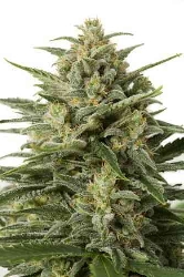 White Widow XXL Autoflowering > Dinafem Seeds